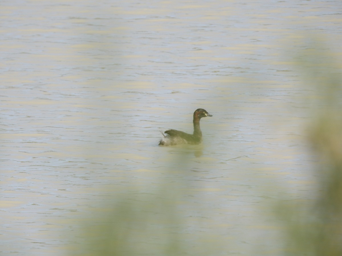 Grèbe australasien - ML635575281