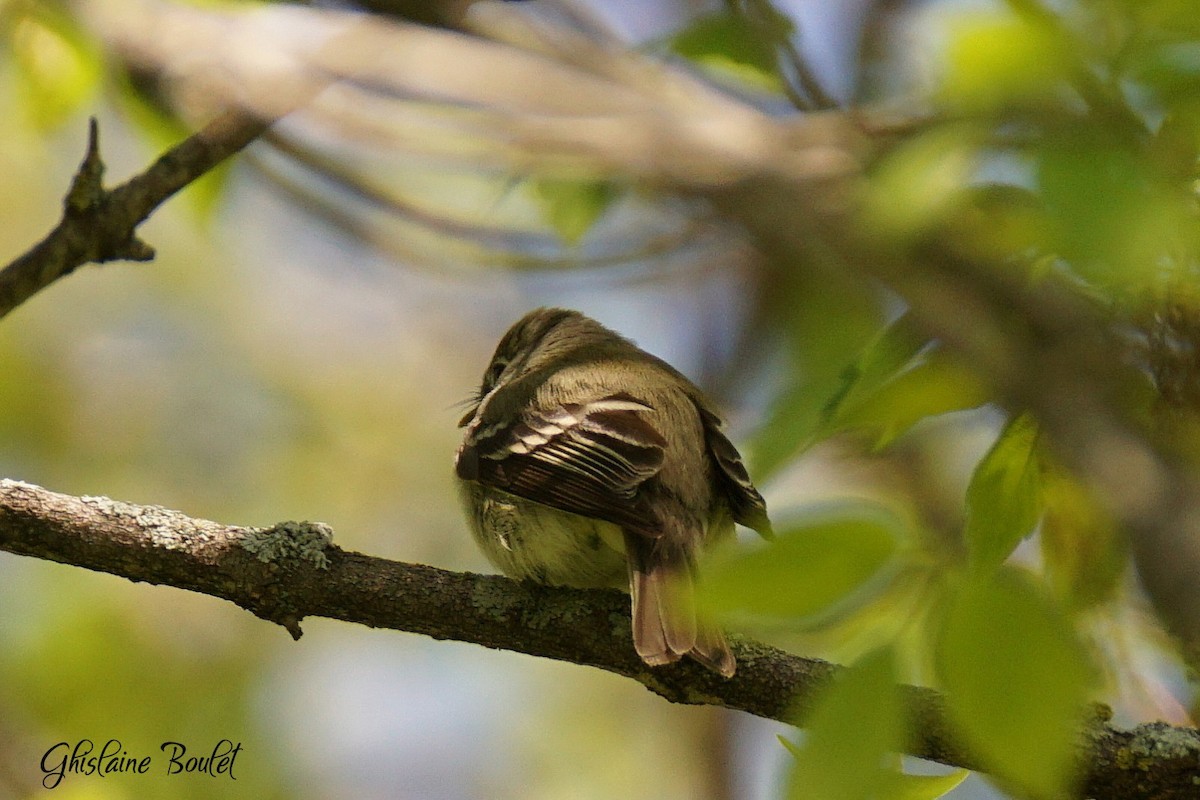 Least Flycatcher - ML635575284