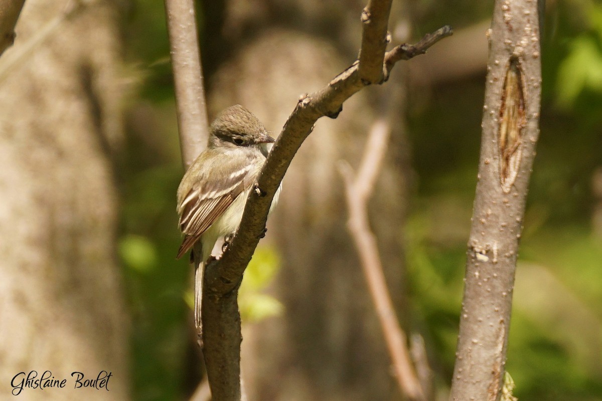 Least Flycatcher - ML635575285