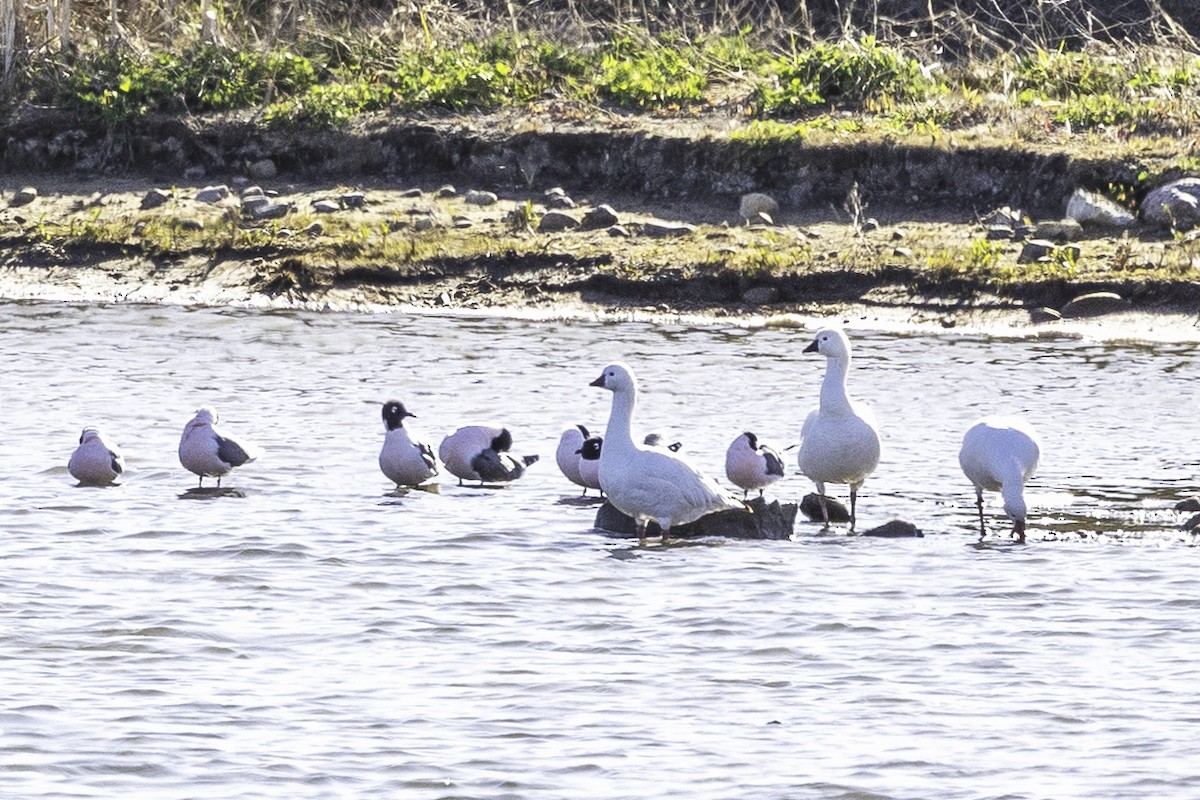 Ross's Goose - ML635575288