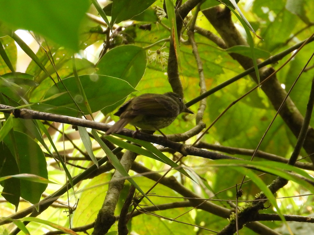 Olive-striped Flycatcher - ML635575375