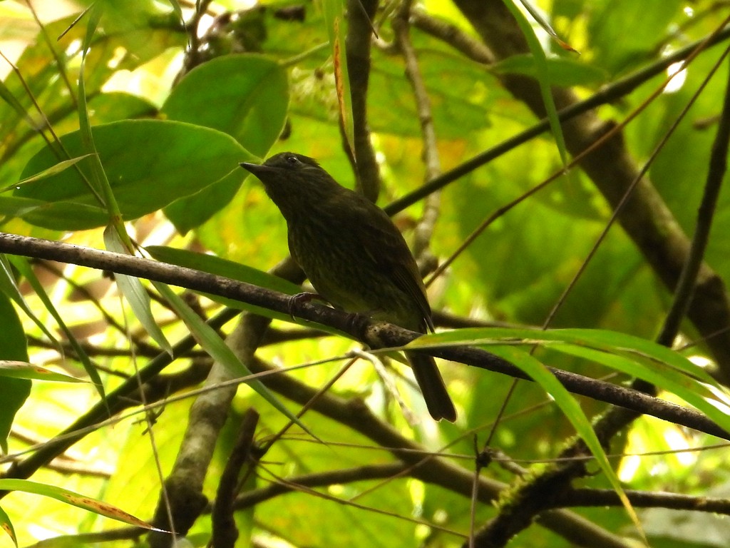 Olive-striped Flycatcher - ML635575376