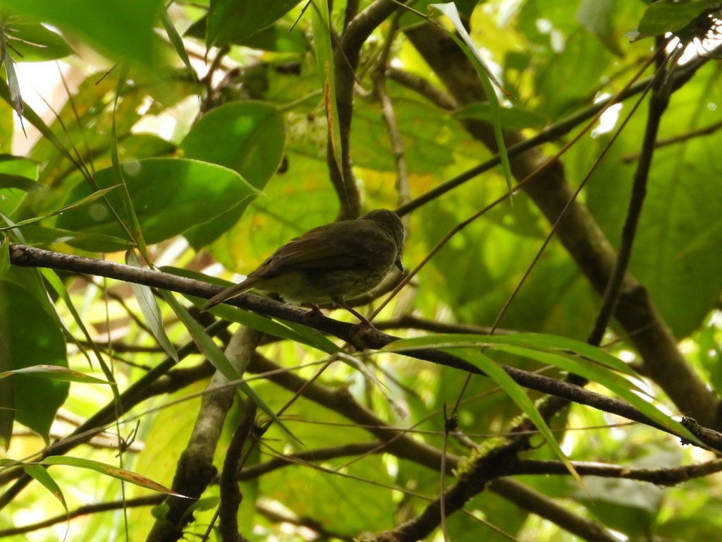 Olive-striped Flycatcher - ML635575377