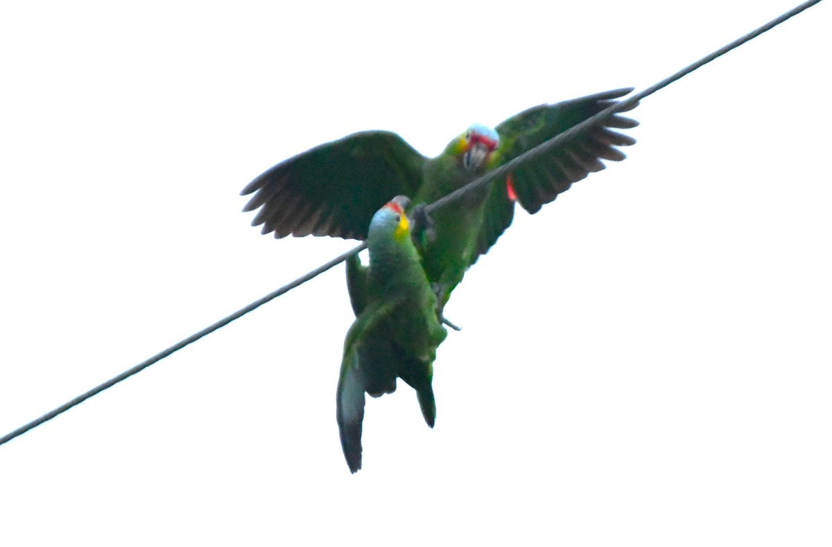Red-lored Amazon - ML635575393