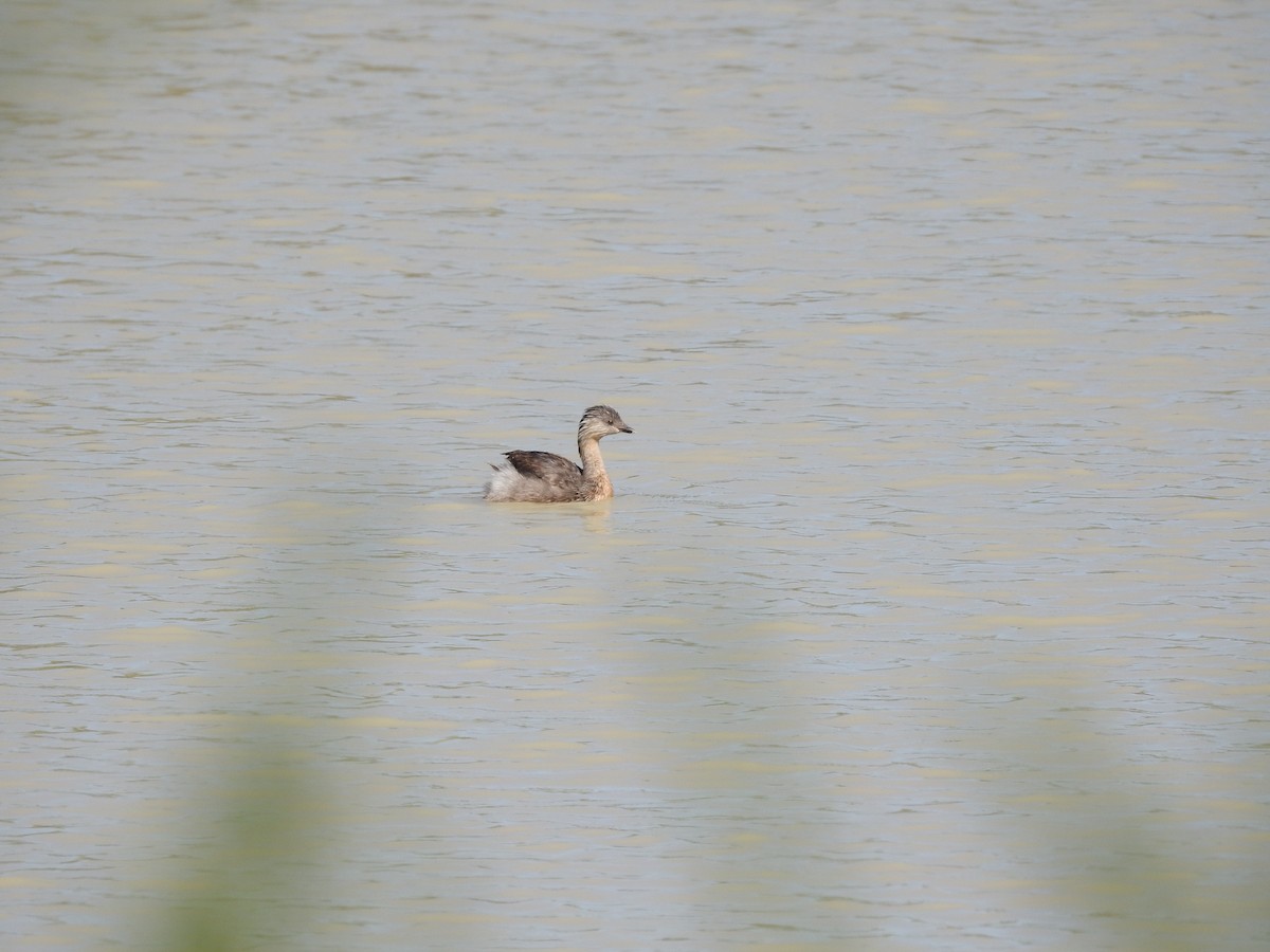 Grèbe argenté - ML635575499