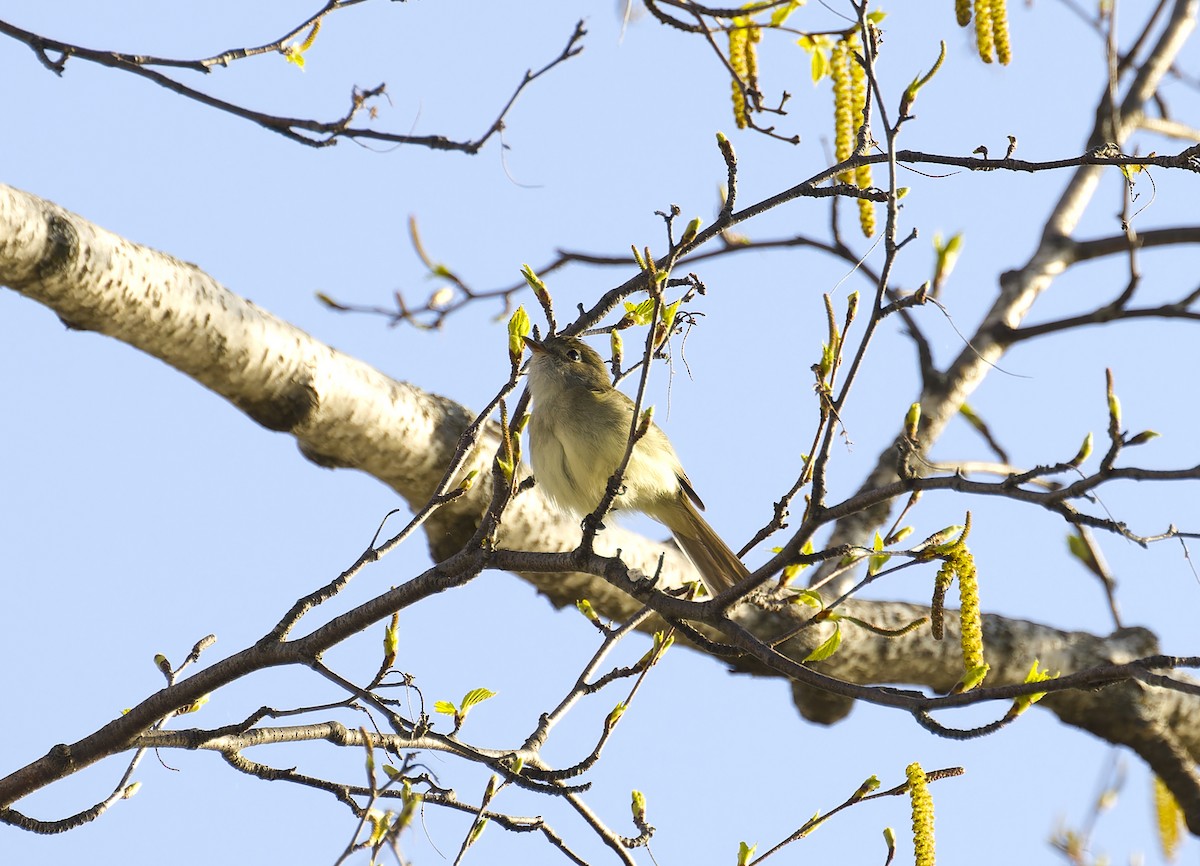 Least Flycatcher - ML635575658