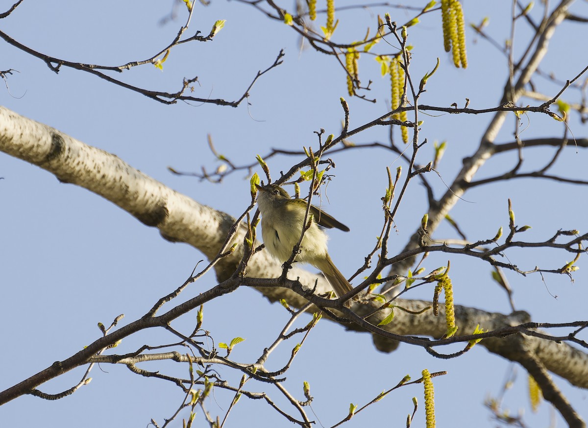 Least Flycatcher - ML635575659
