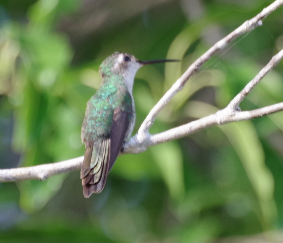 Cuban Emerald - ML635575661