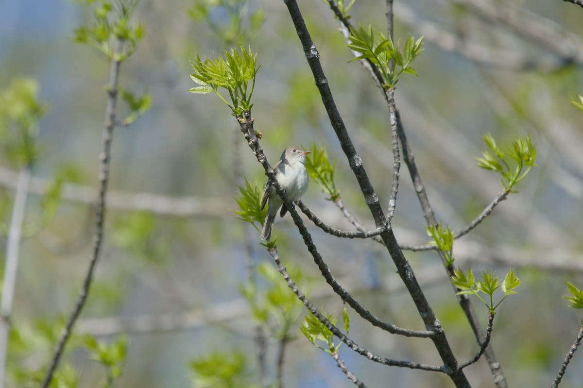 Least Flycatcher - ML635575665
