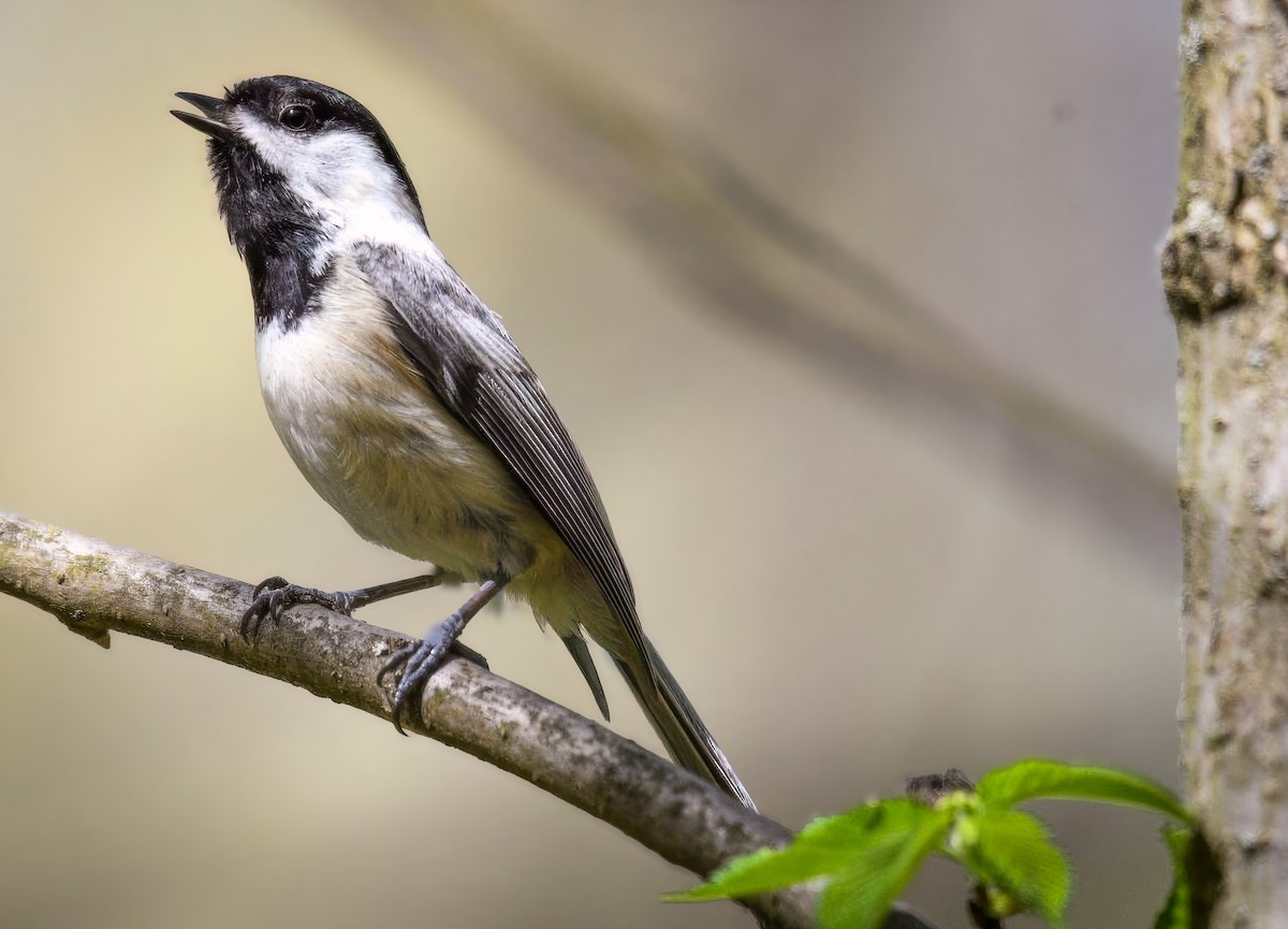Black-capped Chickadee - ML635575680
