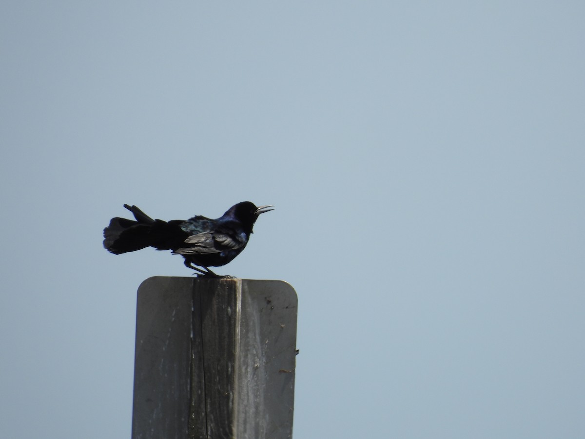 Boat-tailed Grackle - ML635575742