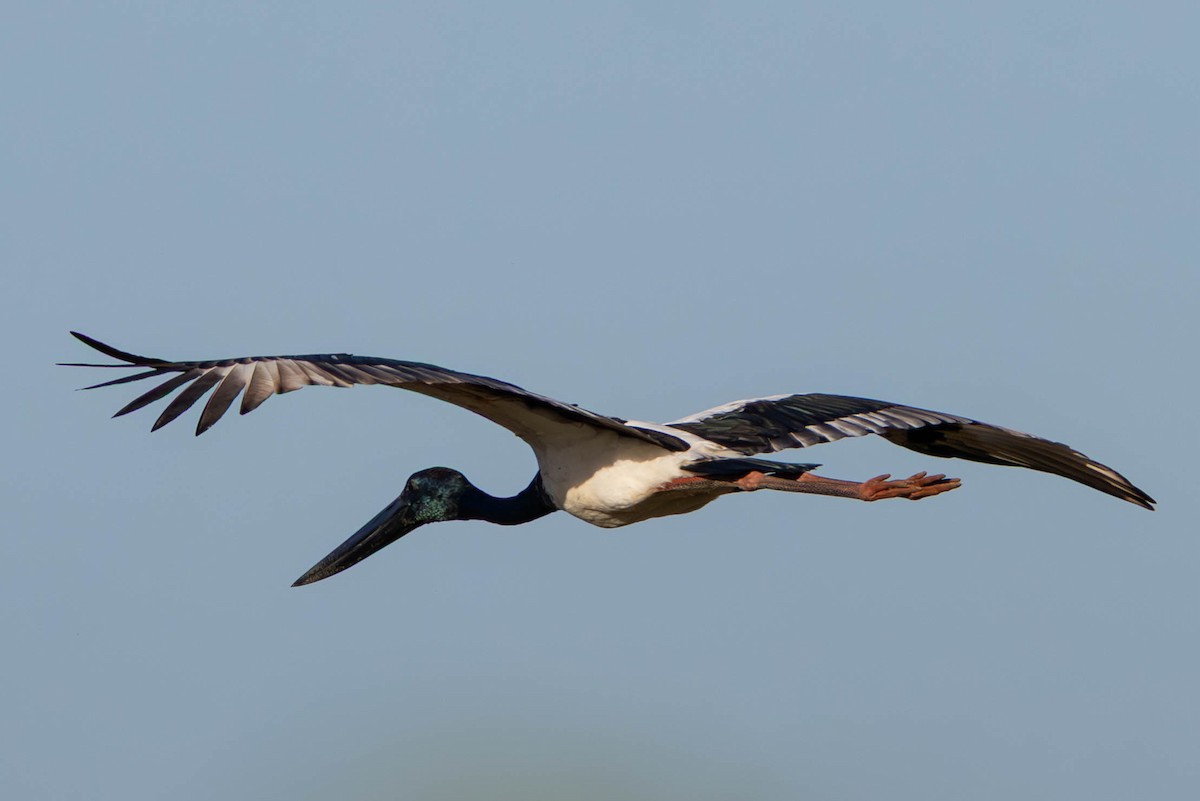 Black-necked Stork - ML635575862