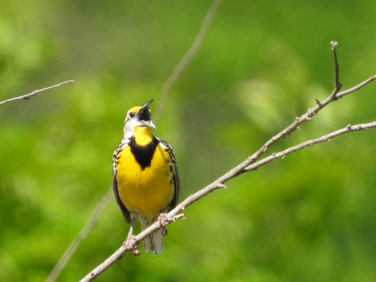 Eastern Meadowlark - ML635575926