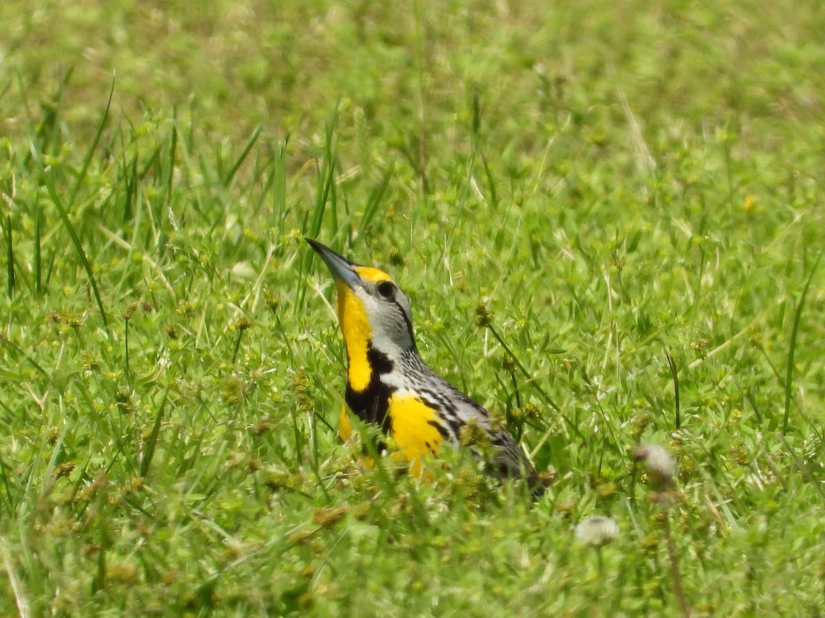 Eastern Meadowlark - ML635575944
