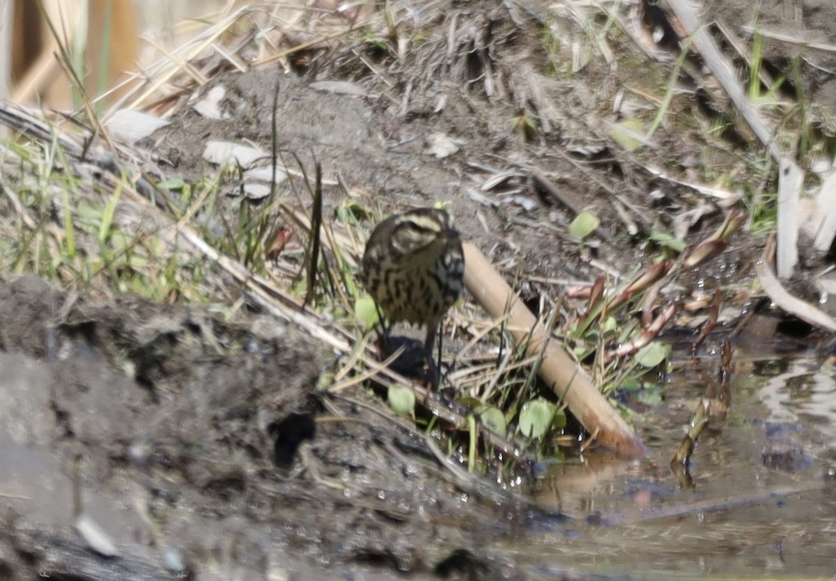 Northern Waterthrush - ML635575977