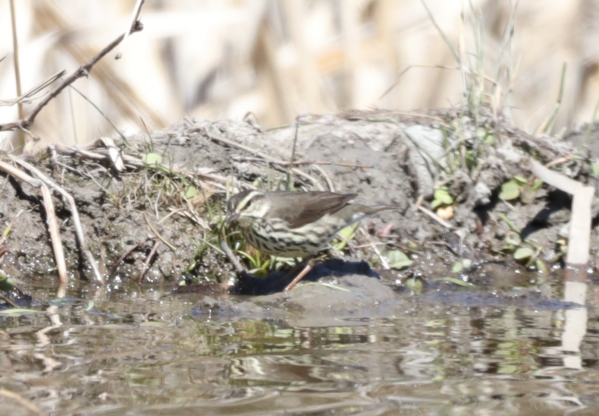 Northern Waterthrush - ML635575978