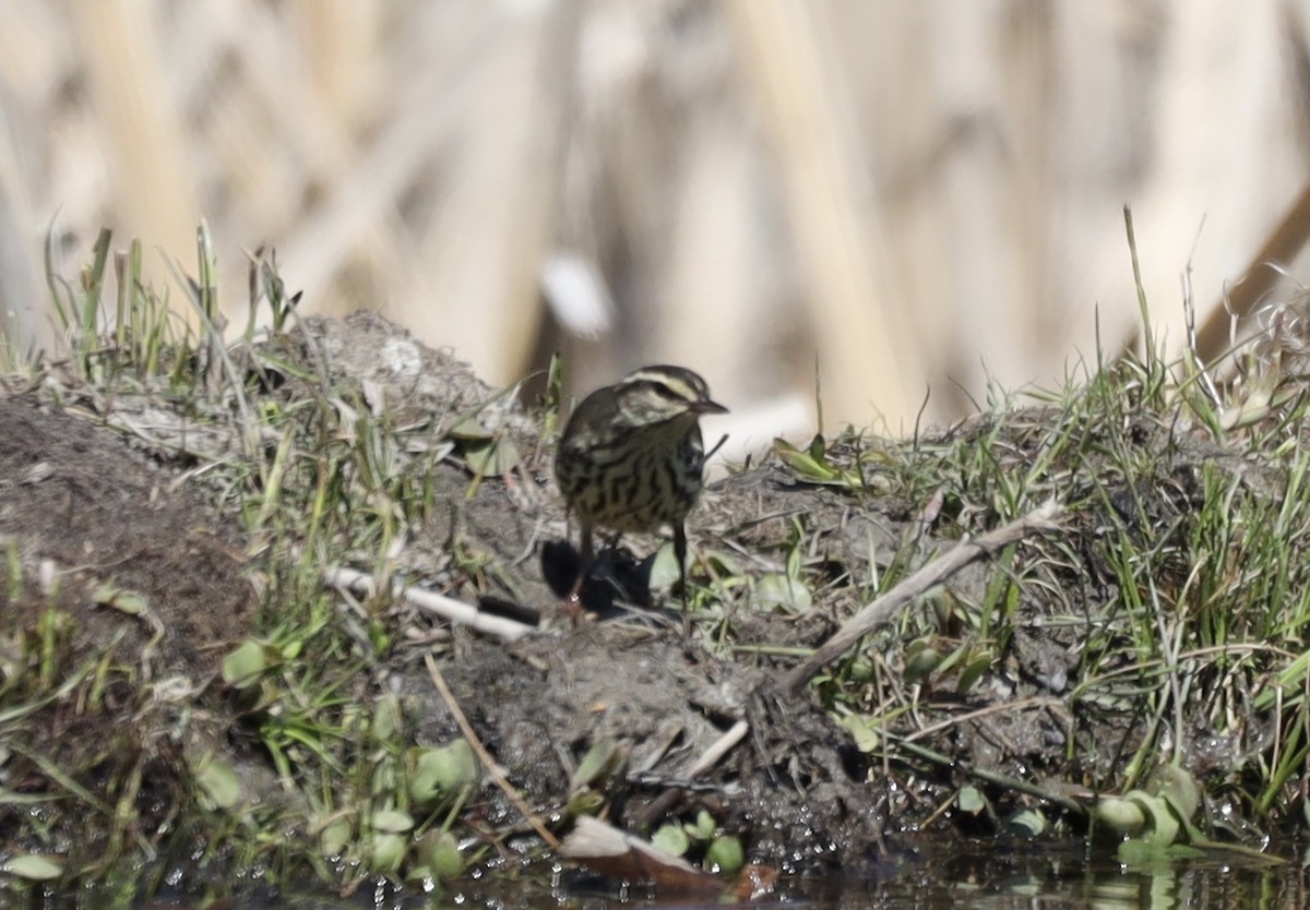 Northern Waterthrush - ML635575979