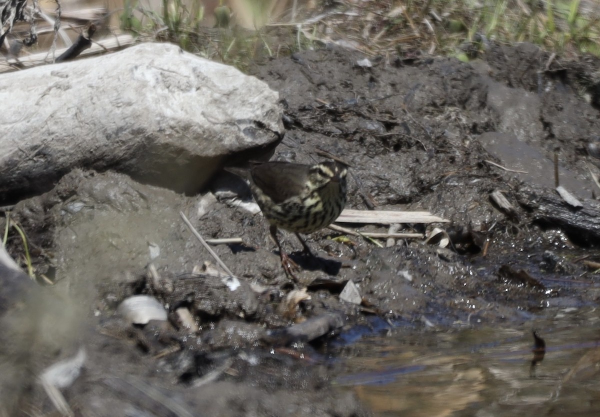 Northern Waterthrush - ML635575980