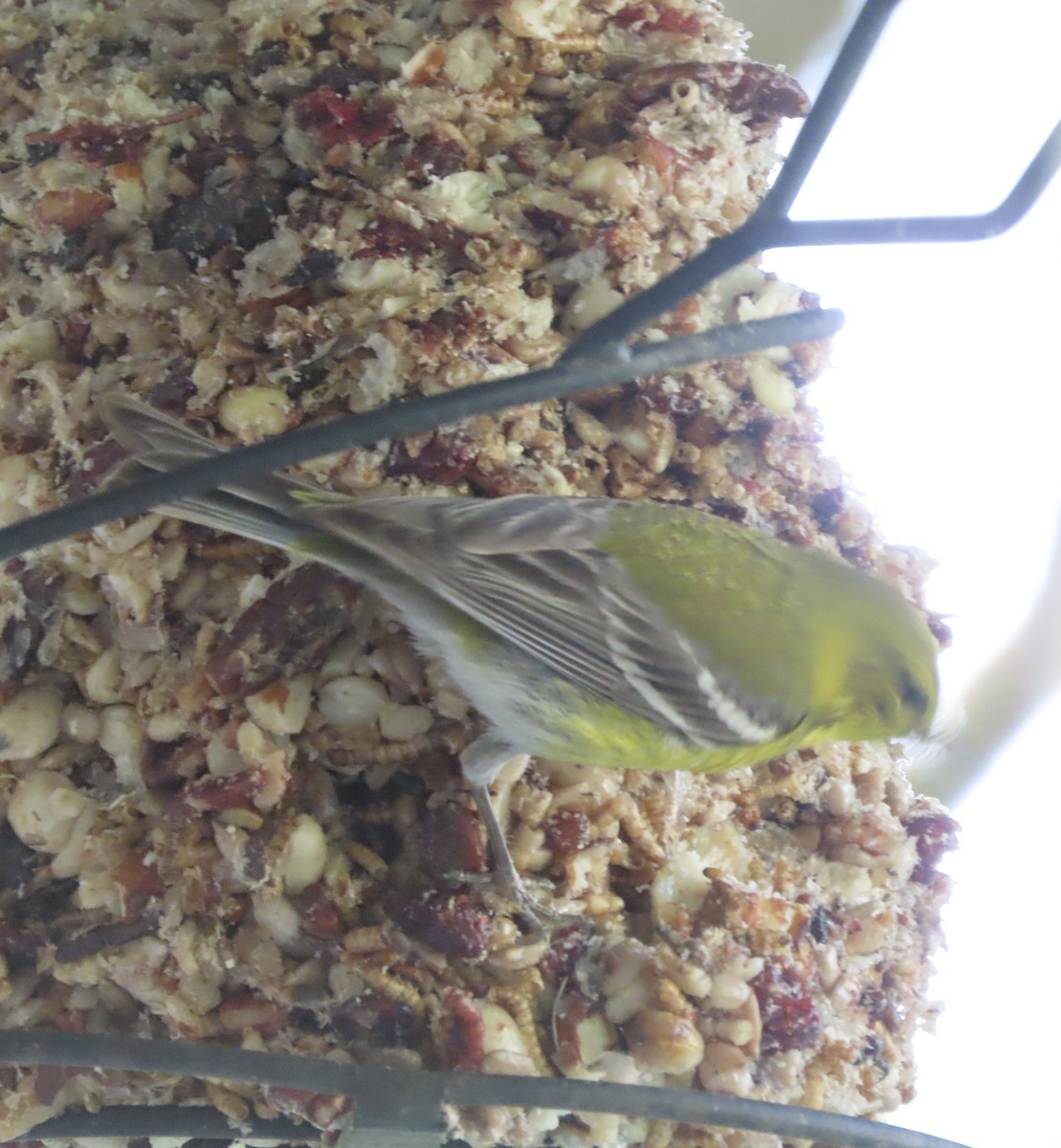Pine Warbler - ML635576001