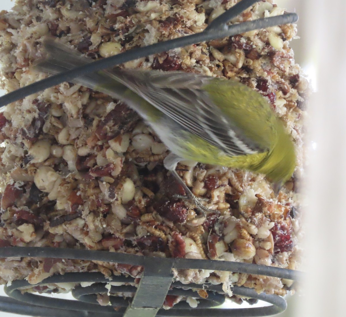Pine Warbler - ML635576003
