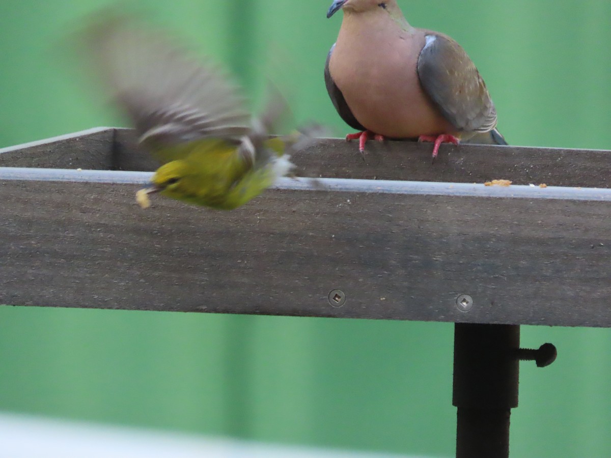 Pine Warbler - ML635576008