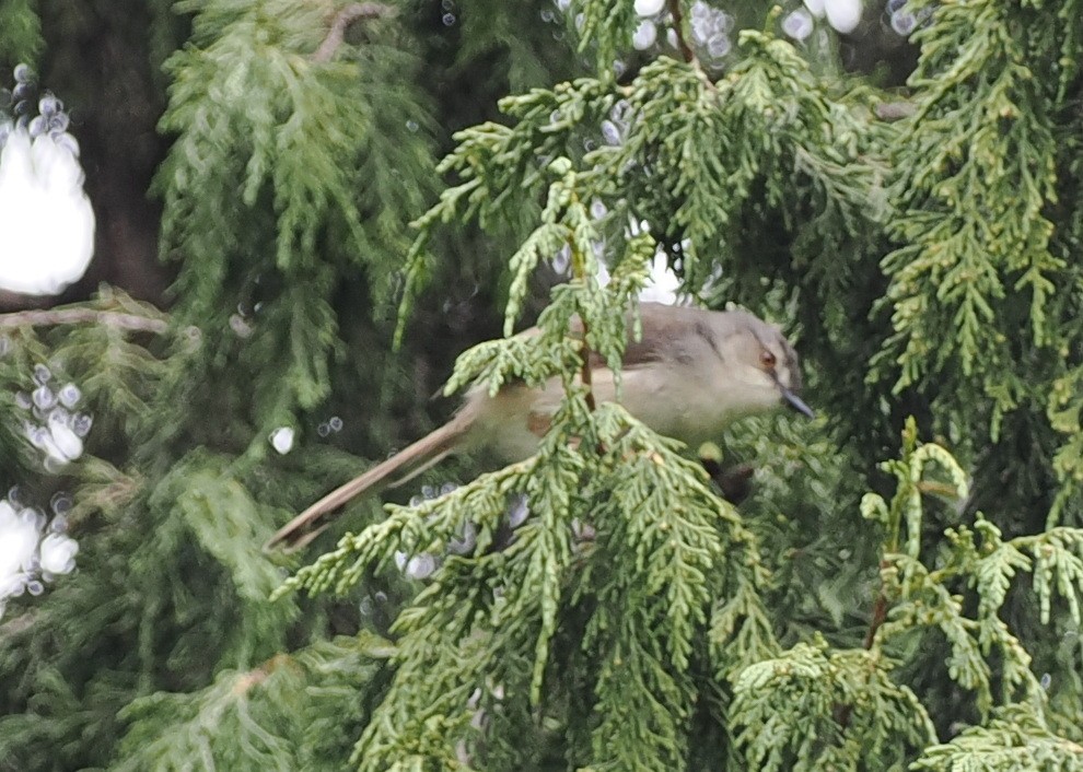 Abyssinian Catbird - ML635576034