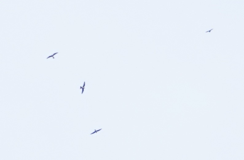 Common Nighthawk - ML635576141
