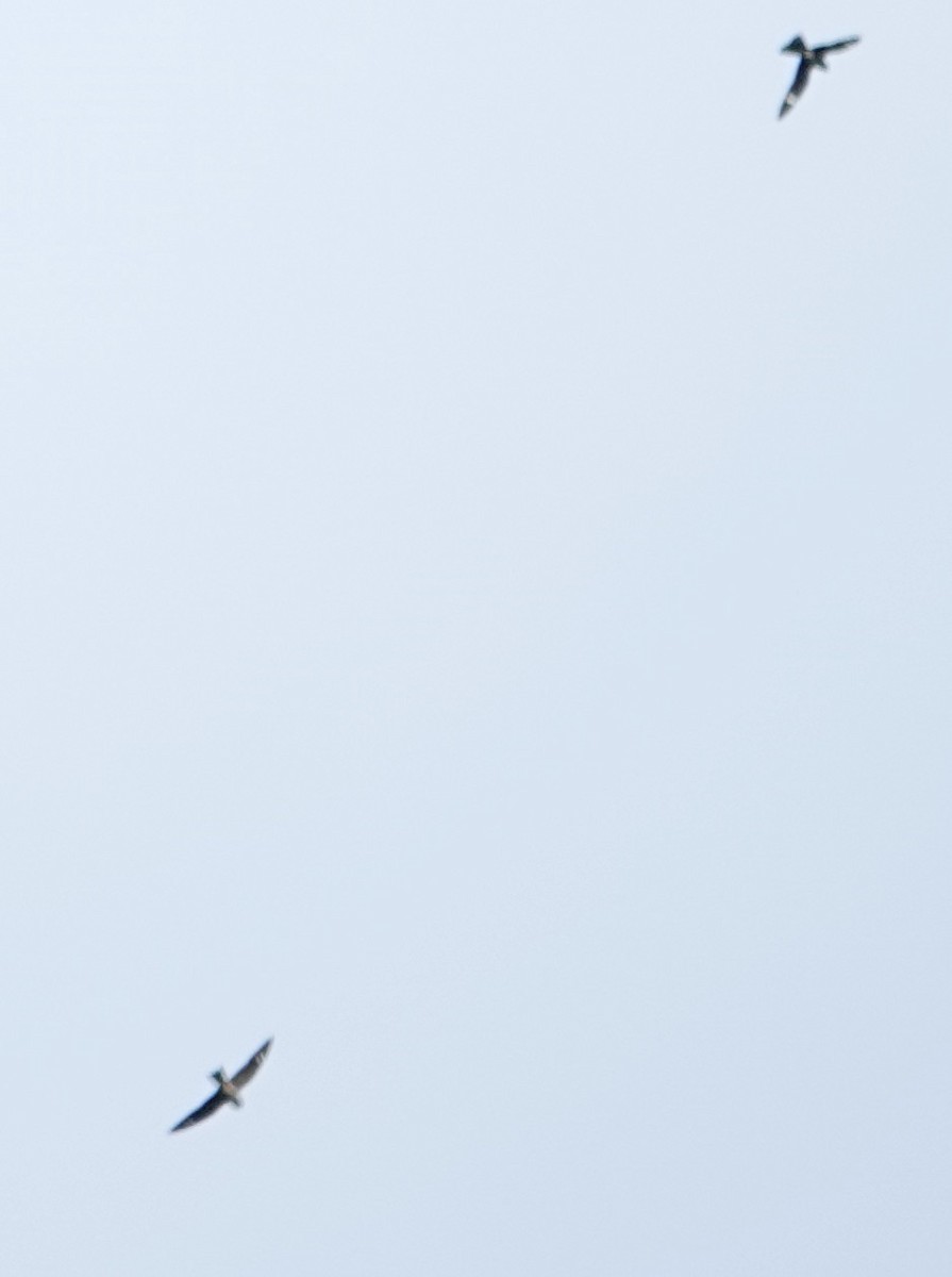 Common Nighthawk - ML635576152