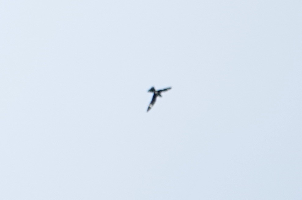 Common Nighthawk - ML635576159