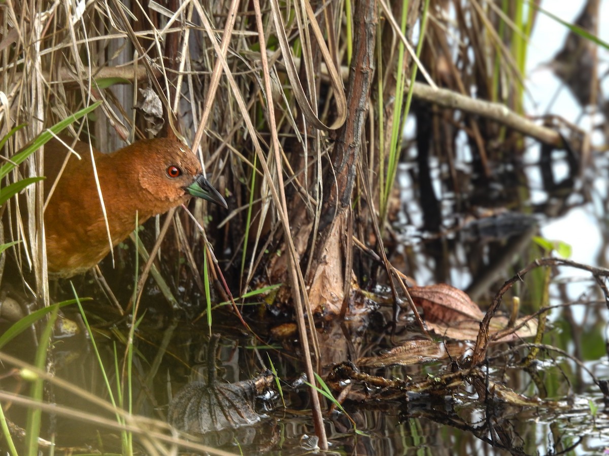 Погонич білогорлий - ML635576186