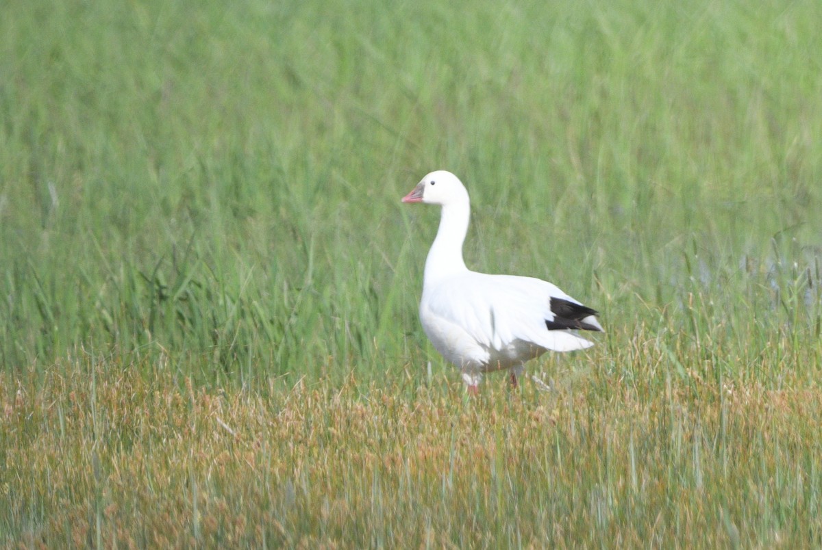 Ross's Goose - ML635576208