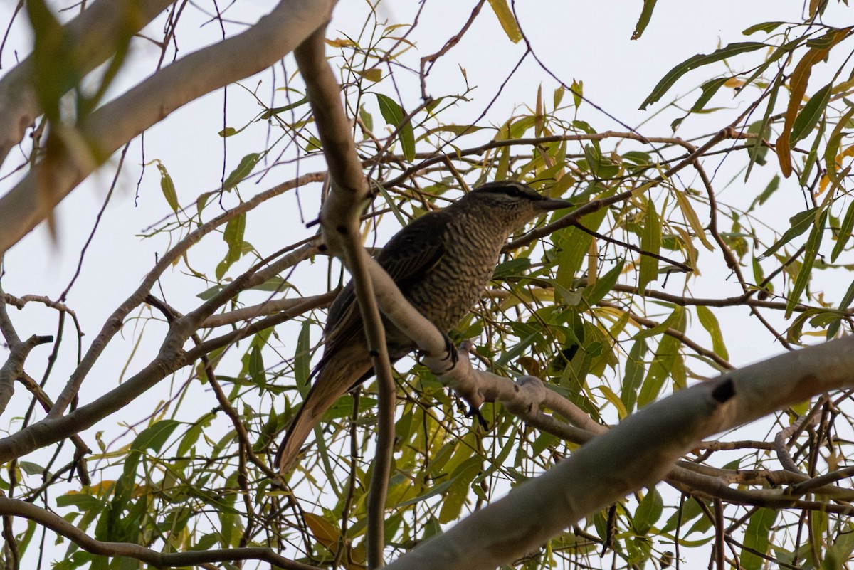 Sahul Cicadabird - ML635576299