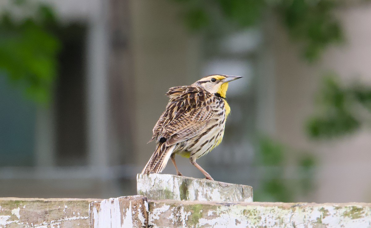 Eastern Meadowlark - ML635576303