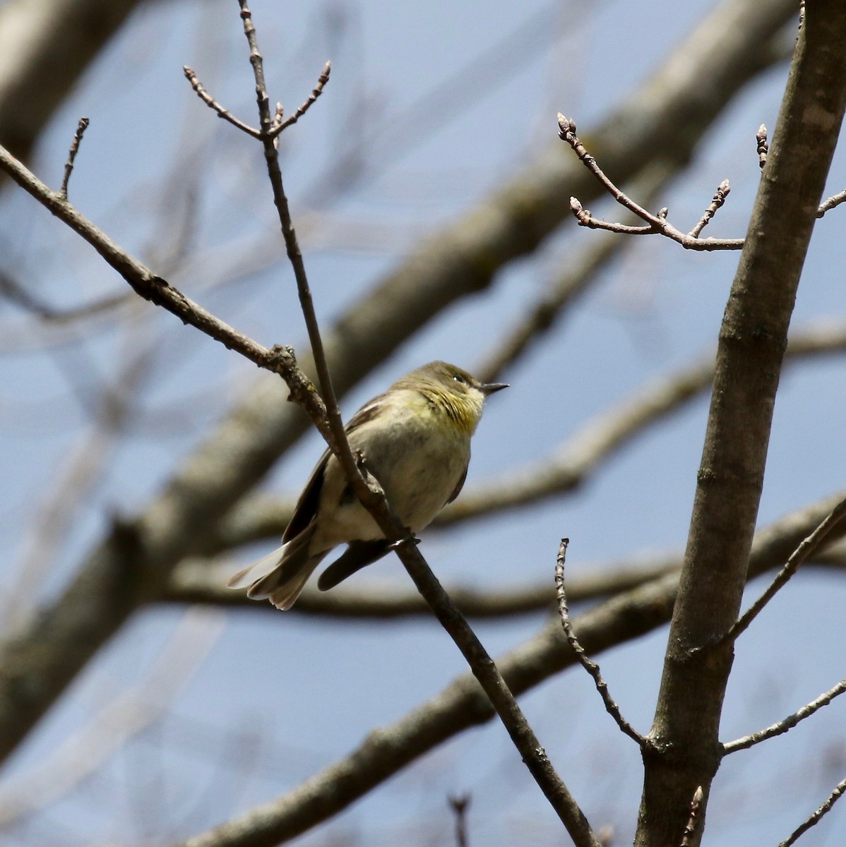 Pine Warbler - ML635576306