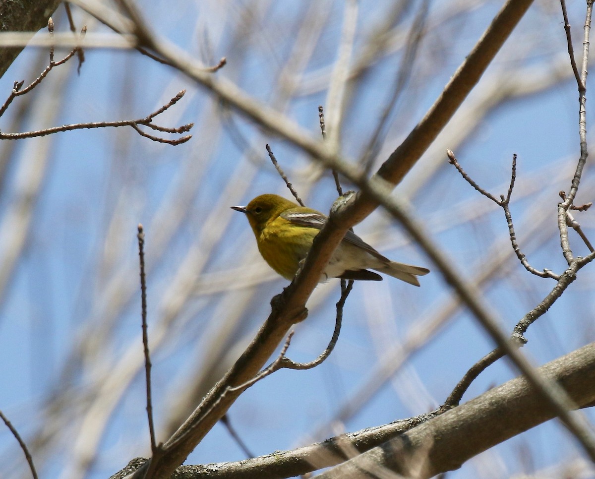 Pine Warbler - ML635576307
