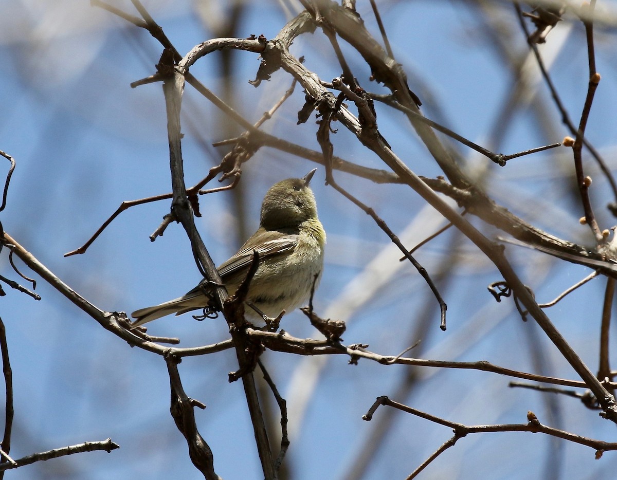 Pine Warbler - ML635576308