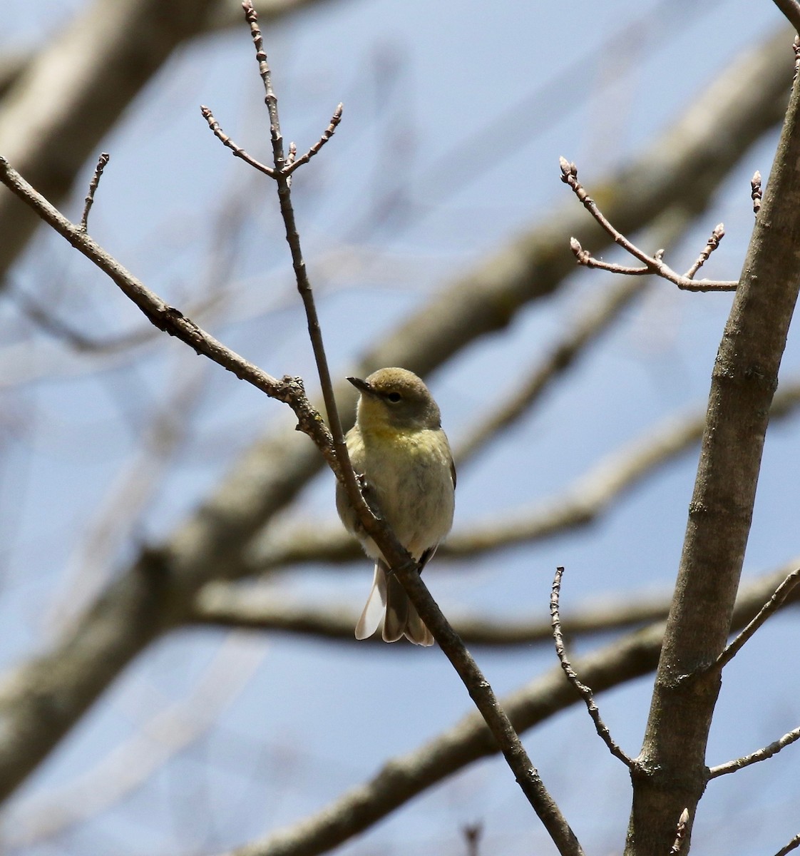 Pine Warbler - ML635576309