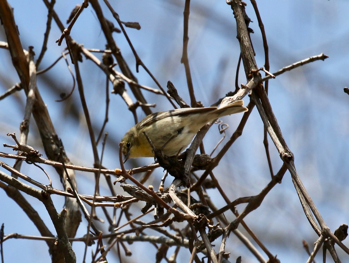 Pine Warbler - ML635576310