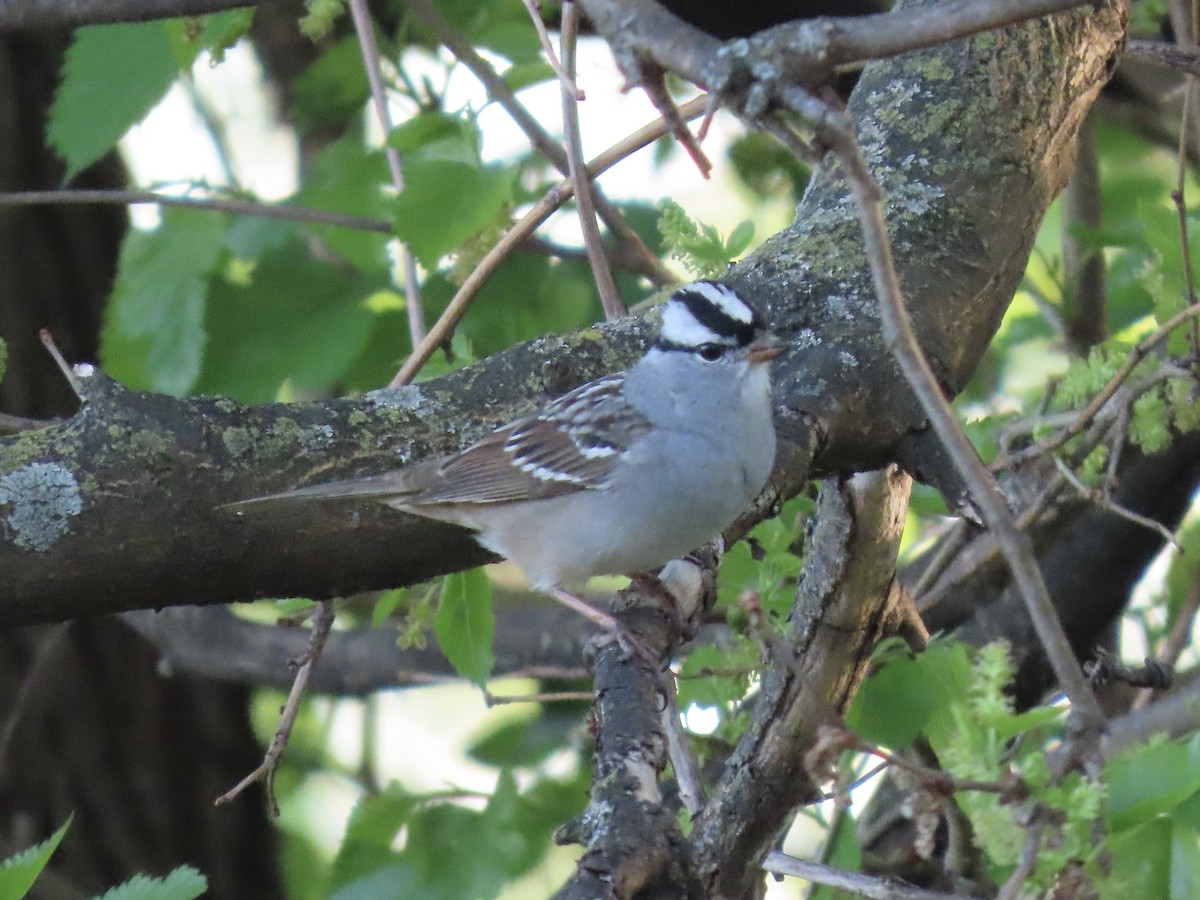 White-crowned Sparrow (Dark-lored) - ML635576369