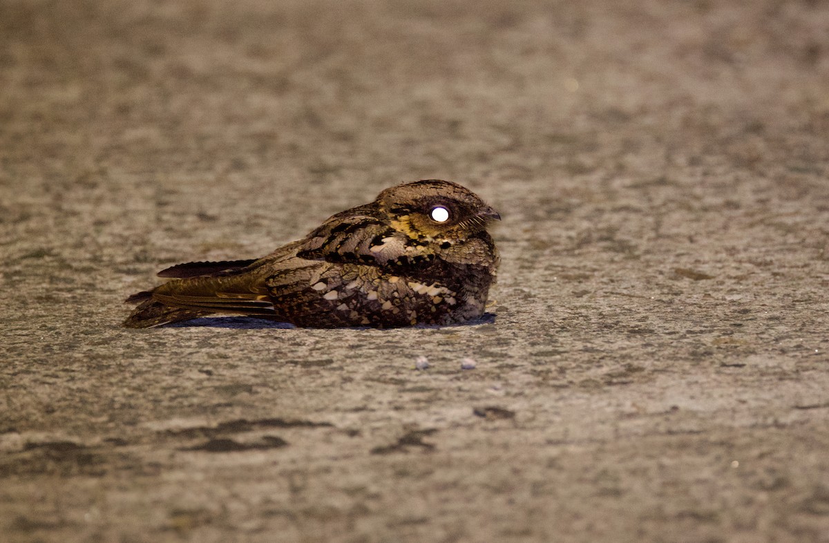 Philippine Nightjar - ML635576399