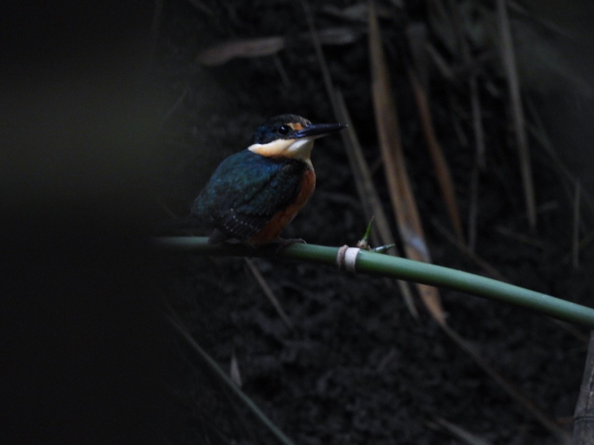 Рибалочка карликовий - ML635576407