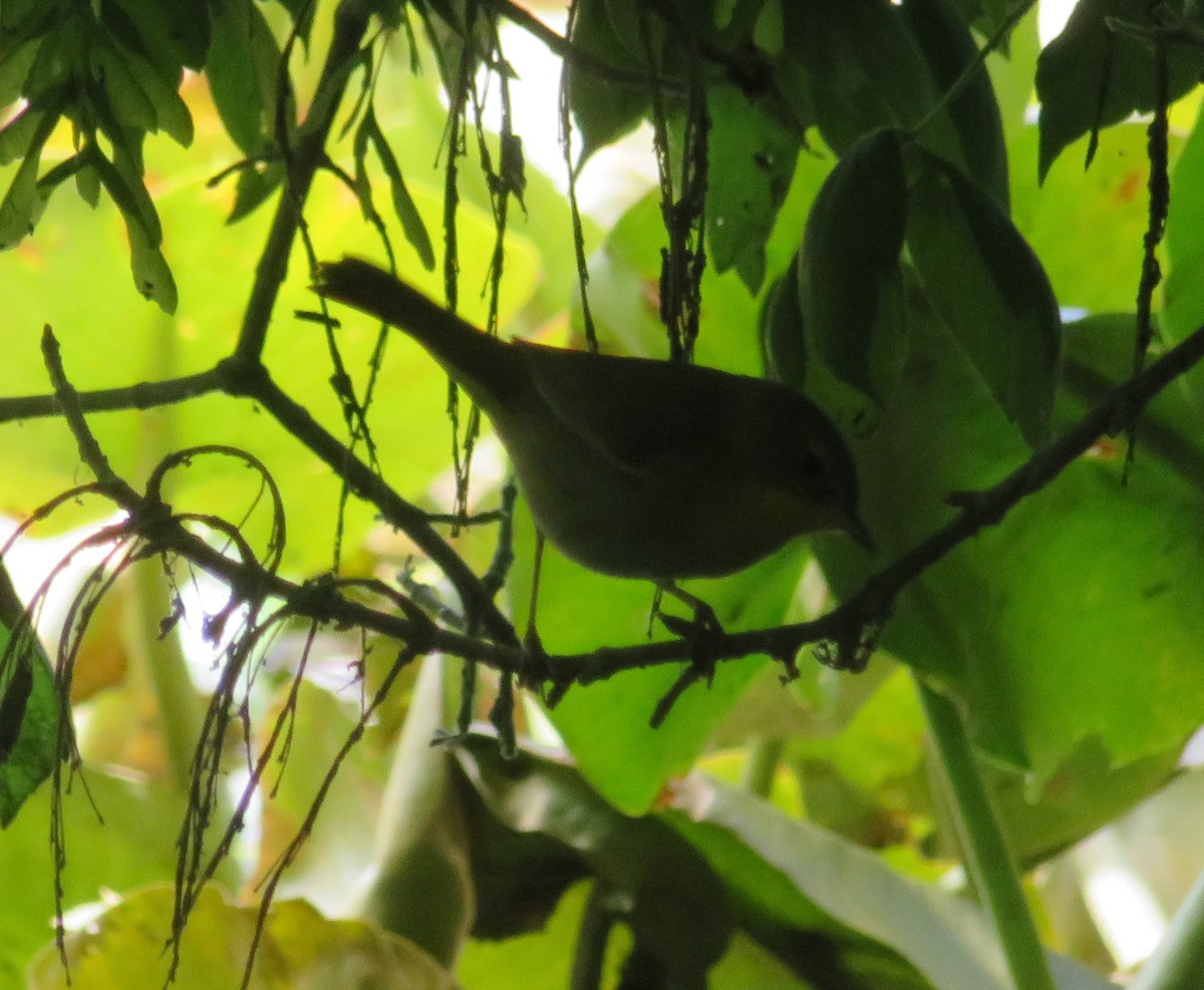 vireo sp. - ML635576427