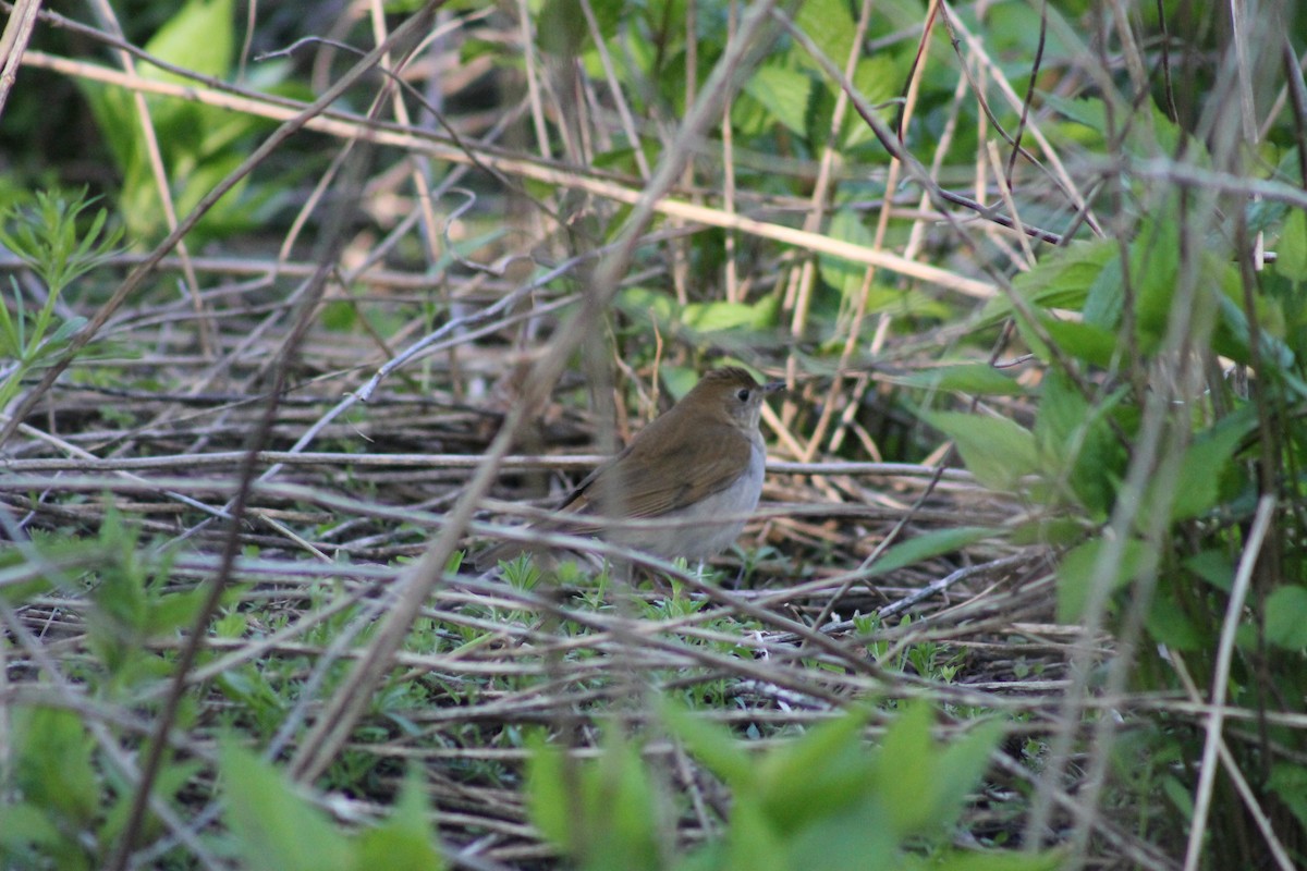 Gray-cheeked Thrush - ML635576437