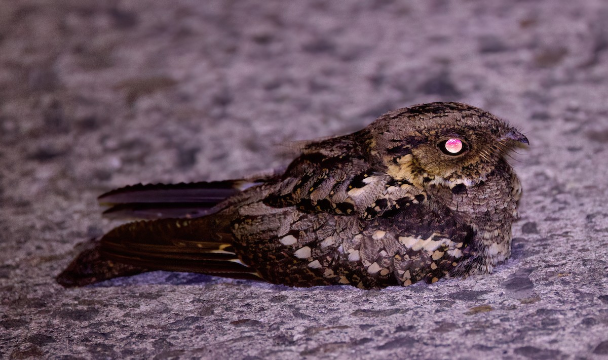 Philippine Nightjar - ML635576480