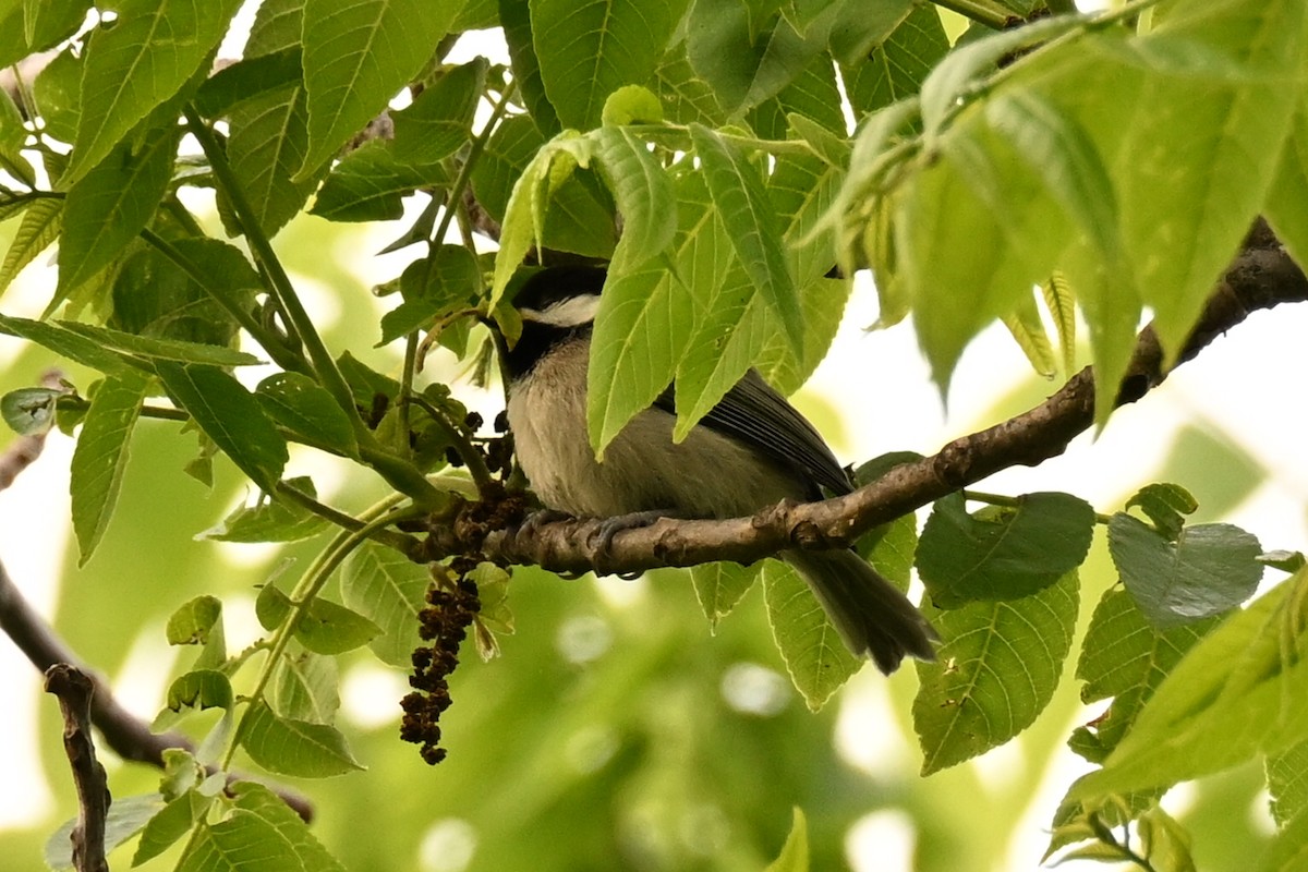 Carolina Chickadee - ML635576497