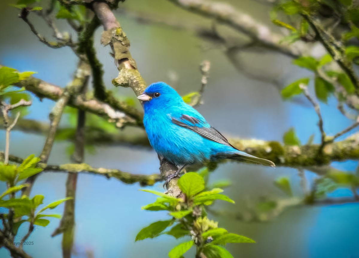 Indigo Bunting - ML635576516