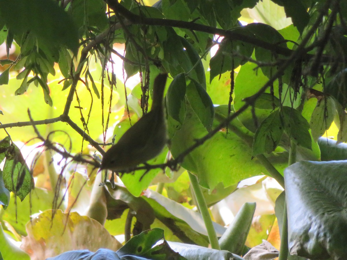 vireo sp. - ML635576710