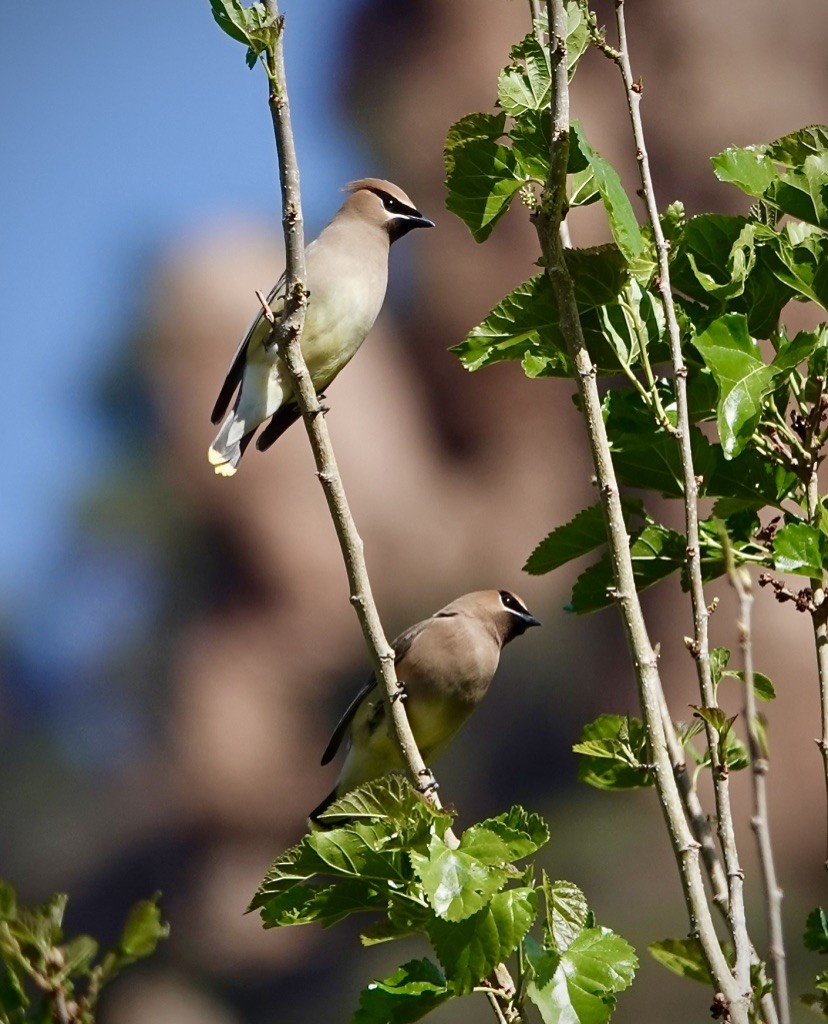 einersidensvans - ML635576742