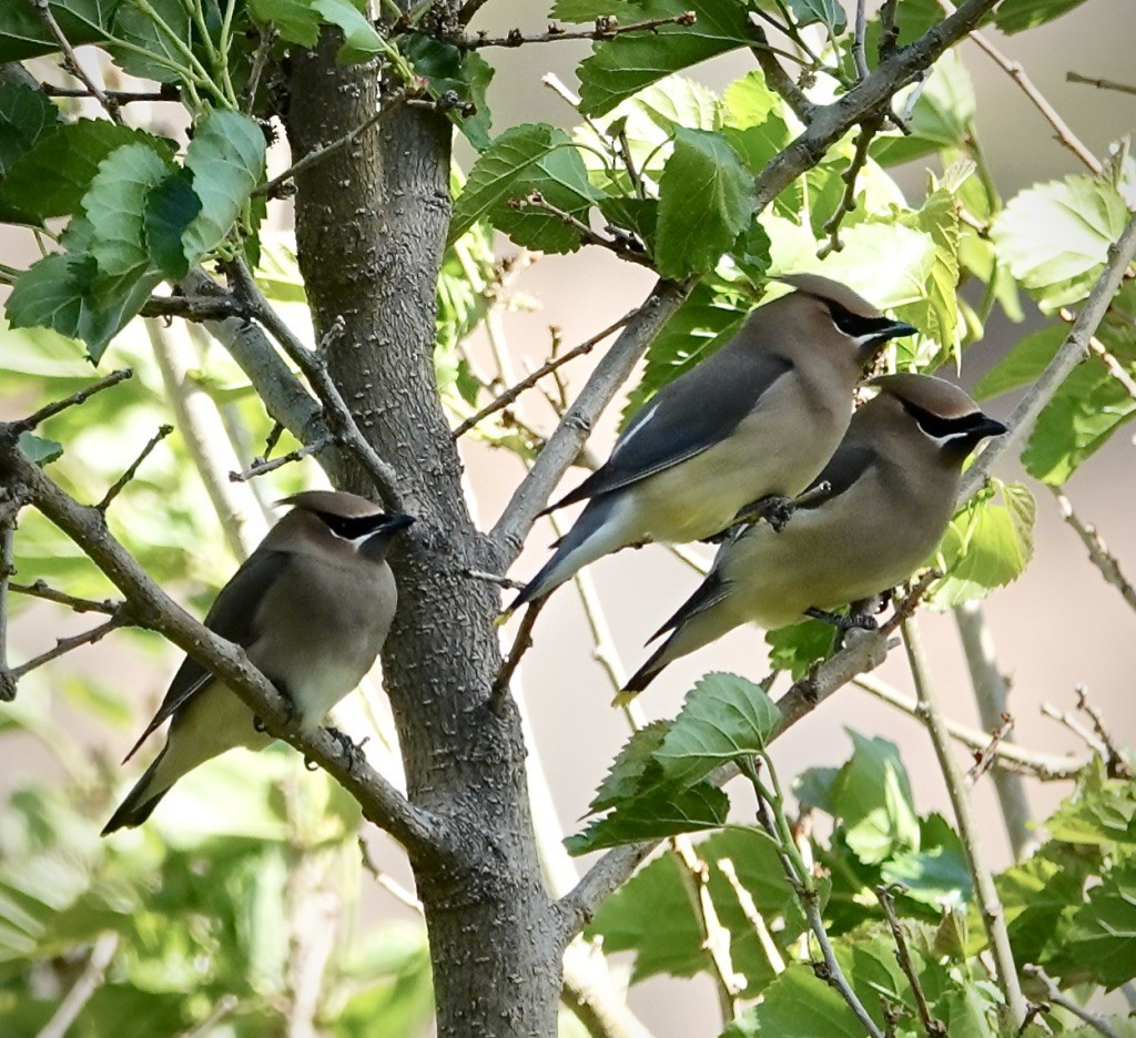 einersidensvans - ML635576743