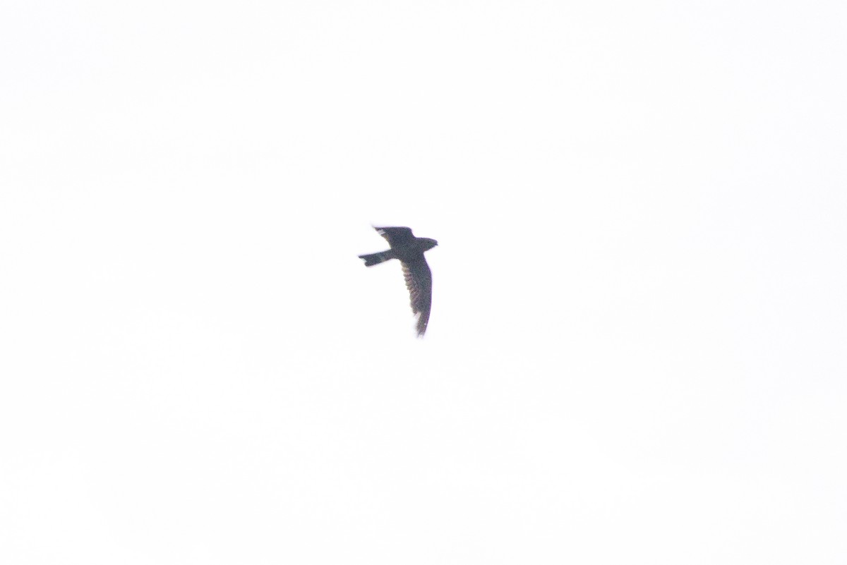 Band-tailed Nighthawk - ML635576746